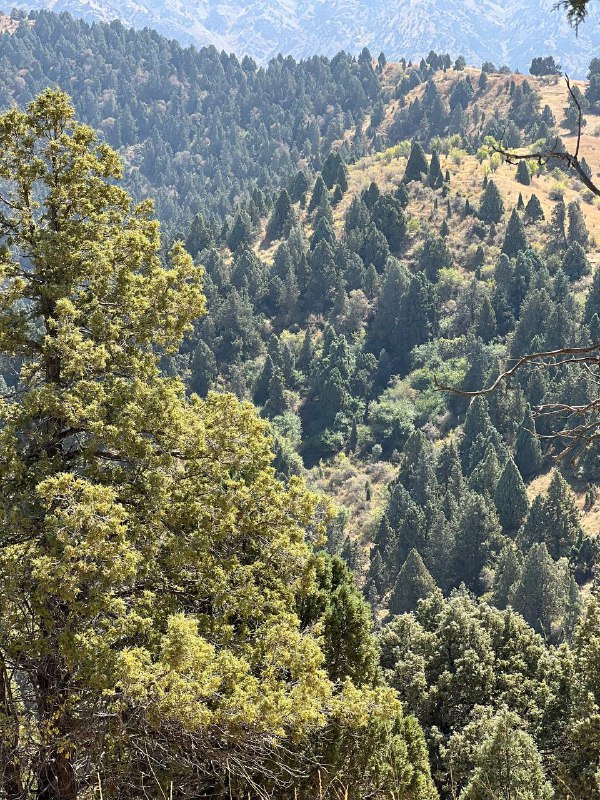Хребет Урикбель, Лашкерек — 5